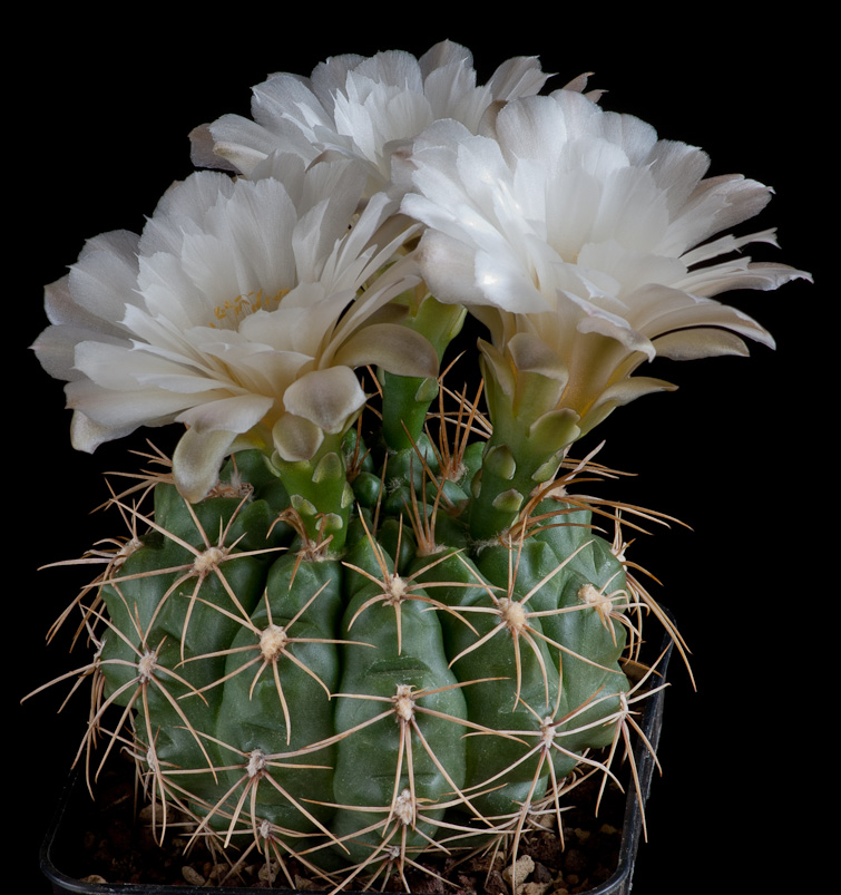 Gymnocalycium heuschkelianum
